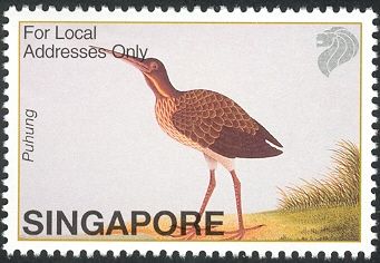 Cinnamon Bittern (Ixobrychus cinnamomeus)