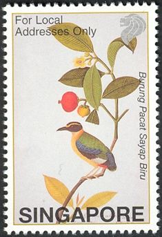 Burung Pacat Sayap Biru