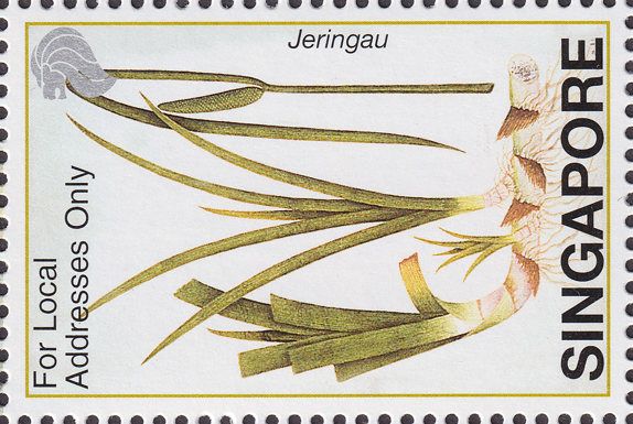 Jeringau (Acorus calamus)