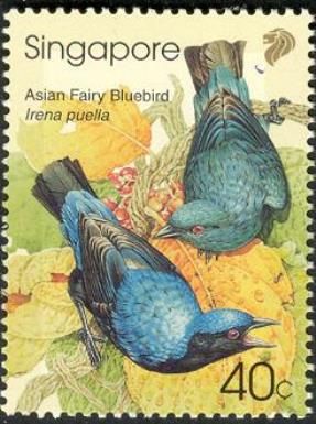 Asian Fairy Bluebird (Irena puella)