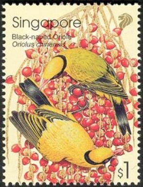 Black-naped Oriole (Oriolus chinensis)
