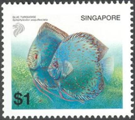 Blue Turquoise (Symphysodon aequifasciata)