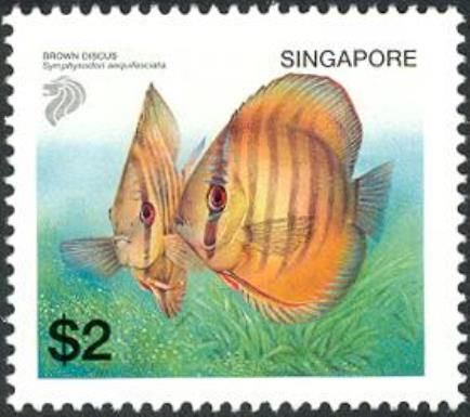 Brown Discus (Symphysodon aequifasciata)