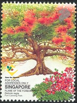 Flame of the Forest (Delonix regia)