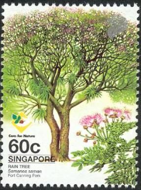 Rain Tree (Samanea saman)