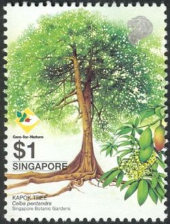 Kapok Tree (Ceiba pentandra)