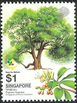 Tembusu (Fagraea fragrans)