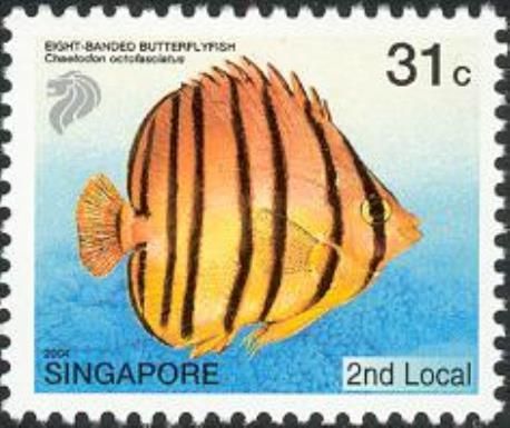 Eight-banded Butterflyfish (Chaetodon octofasciatus)