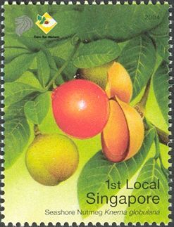 Seashore Nutmeg (Knema globularia)
