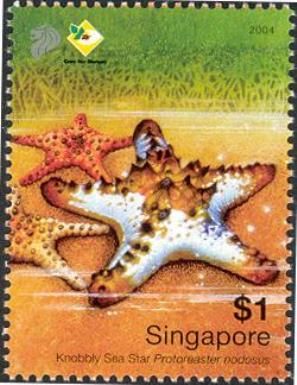 Knobbly Sea Star (Protoreaster nodosus)