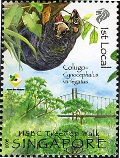 Sunda Colugo (Cynocephalus variegatus)