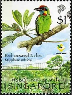 Red-crowned Barbet (Megalaima rafflesii)