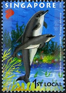 Indo-Pacific Bottlenose Dolphin (Tursiops aduncus)