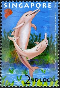 Indian Ocean Humpback Dolphin (Sousa plumbea)