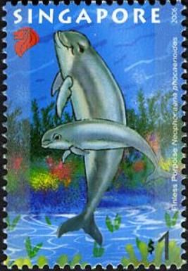 Indo-Pacific Finless Porpoise (Neophocaena phocaenoides)