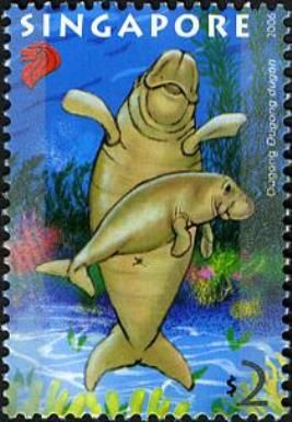 Dugong (Dugong dugon)