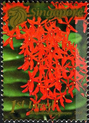 Renanthera singaporeans