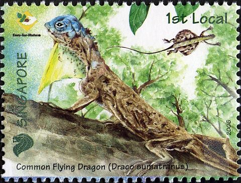 Common Flying Dragon (Draco sumatranus)