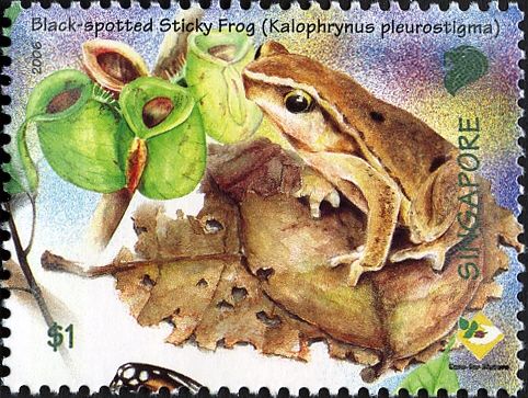 Black-spotted Sticky Frog (Kalophrynus pleurostigma)