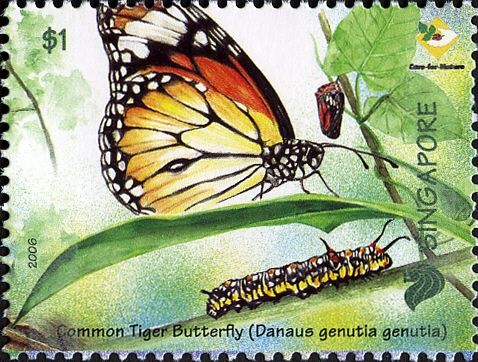 Common Tiger Butterfly (Danaus genutia)
