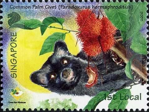 Asian Palm Civet (Paradoxurus hermaphroditus)