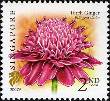 Torch Ginger (Etlingera elatoir) Imprint 2007A