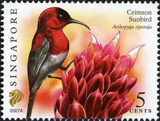 Crimson Sunbird (Aethopyga siparaja) Imprint 2007A