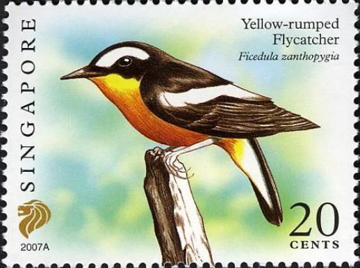 Yellow-rumped Flycatcher (Ficedula zanthopygia) 2007A
