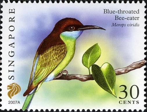 Blue-throated Bee-eater (Merops viridis) Imprint 2007A