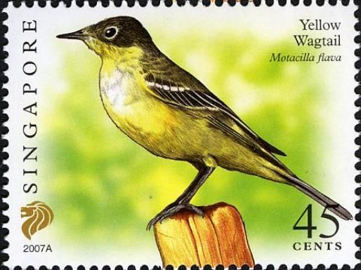 Yellow Wagtail (Motacilla flava) Imprint 2007A
