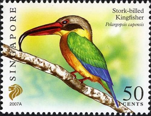 Stork-billed Kingfisher (Pelargopsis capensis) Imprint 2007A