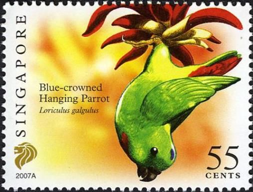 Blue-crowned Hanging Parrot (Loriculus galgulus) 2007A