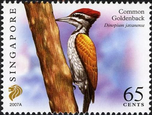 Common Goldenback (Dinopium javanense) Imprint 2007A