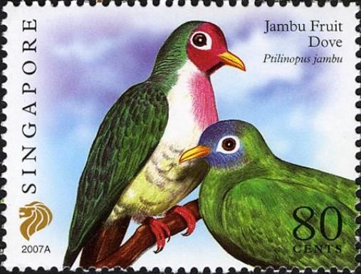 Jambu Fruit Dove (Ptilinopus jambu) Imprint 2007A