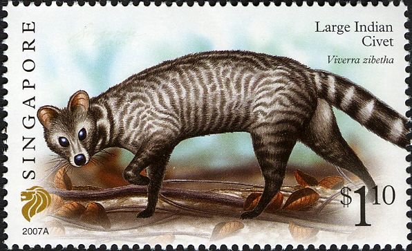 Large Indian Civet (Viverra zibetha) Imprint 2007A