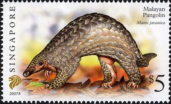 Malayan Pangolin (Manis javanica) Imprint 2007A