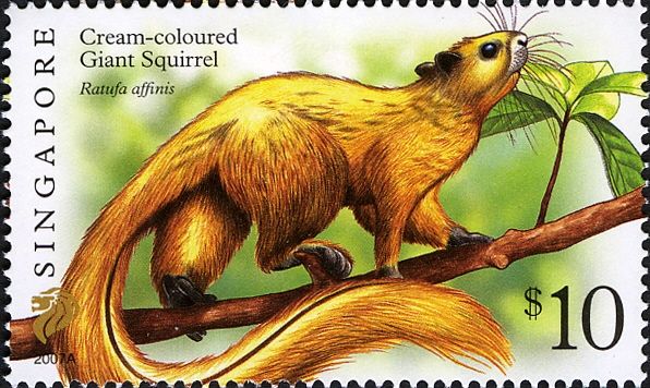 Cream-coloured Giant Squirrel (Ratufa affinis) Imprint 2007A