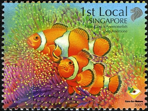 False Clown Anemonefish (Amphiprion ocellaris)