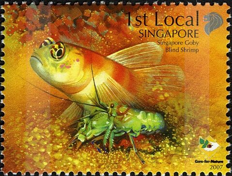 Singapore Goby (Amblyeleotris sp.), Blind Shrimp