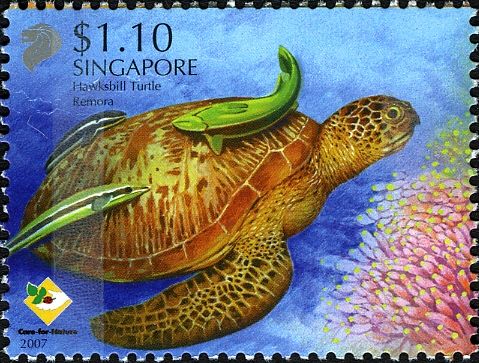 Hawksbill Turtle (Eretmochelys imbricata), Remora (Echeneida