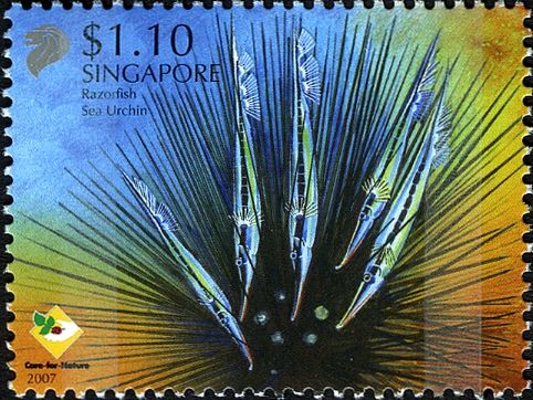 Sea Urchin, Razorfish (Aeoliscus strigatus)