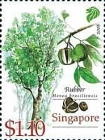 Rubber (Hevea brasiliensis)