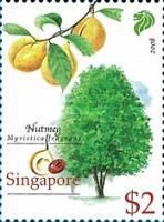 Nutmeg (Myristica fragrans)