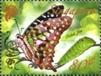 Tailed Jay (Graphium agamemnon)