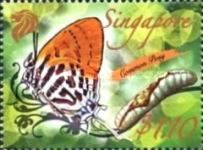 Common Posy (Drupadia ravindra)