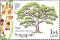 Saga (Adenanthera pavonina)