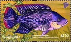 Common Mozambique Tilapia (Oreochromis mossambicus)