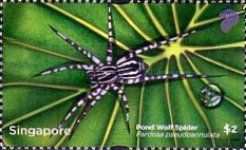 Pond Wolf Spider (Pardosa pseudoannulata)