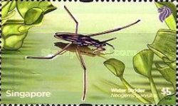 Water Strider (Neogerris parvulus)