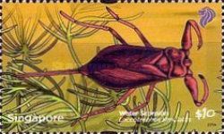 Water Scorpion (Laccotrephes simulatus)